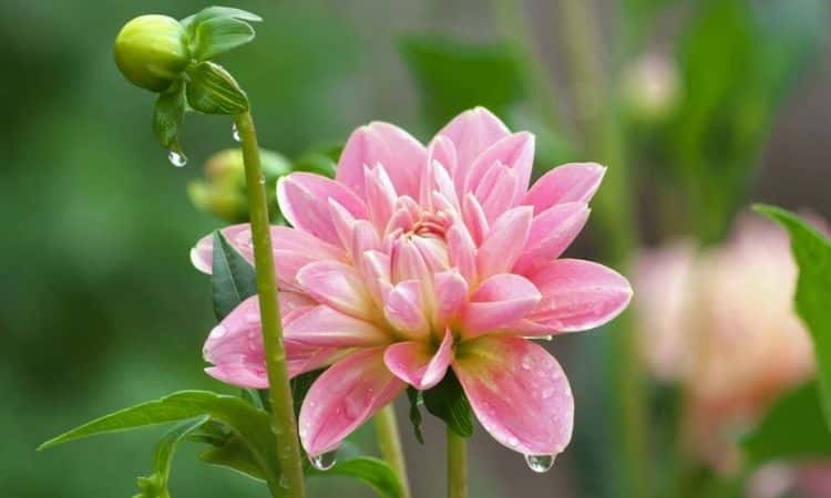 JnJBinder's tweet photo. A thoroughly quick method of propagating dahlias is to grow cuttings .Visit Homiful #dahlias #flowers #gardening #allthepinks #gardenlife #gardeningtips #flowersonfriday https://t.co/fuMAWT0SHv