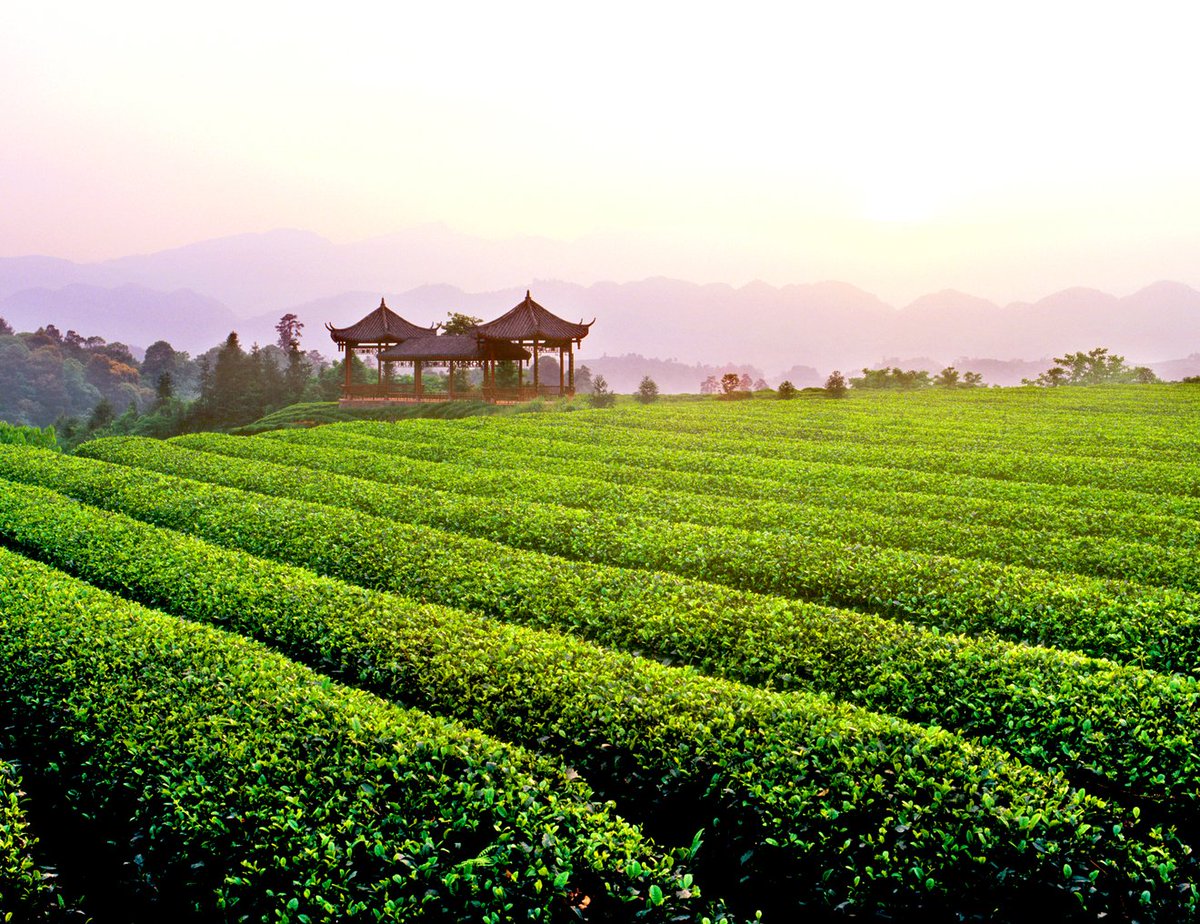 MingshanYaan's tweet photo. ๐According to โChina Tea Regional Public Brand Value Evaluation Reportโ,the value of theโ#Mengding Mountain teaโregional public brand reached 4.399 billion yuan in 2022. https://t.co/yGiiJ4nX53