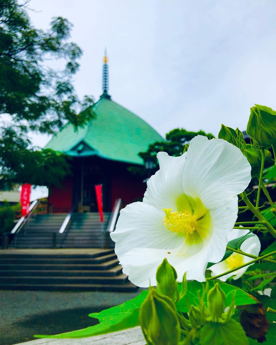 tcdYuKz3cOlX6y9's tweet photo. 本覚寺の白芙蓉🤍
涼しくて過ごしやすいですね💚
鎌倉の街に秋の足音が近づいてきました
#takashikatoh
#actor
#tagheuer
#miffy
#鎌倉
#鎌倉をブラリ散策
#本覚寺
#芙蓉
#芙蓉の花
#涼しい
#秋の足音
#temple
#mutabilis
#white https://t.co/VRHN7wNFDf