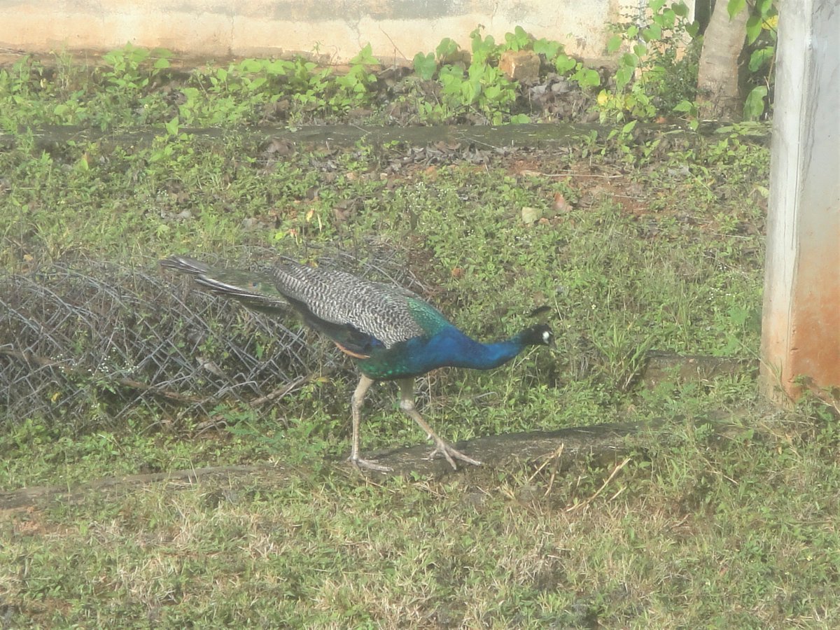 Our Backyard and Garden Explorer 🦚🪴

 #bird #birdphotography #birdphotographer #birdlovers #birdsofindia #indianbirds #birdsofindiansubcontinent #BirdsSeenIn2022 #birding #birdwatching #birdwatchers #mysore #Karnataka #homebirding #IndiAves