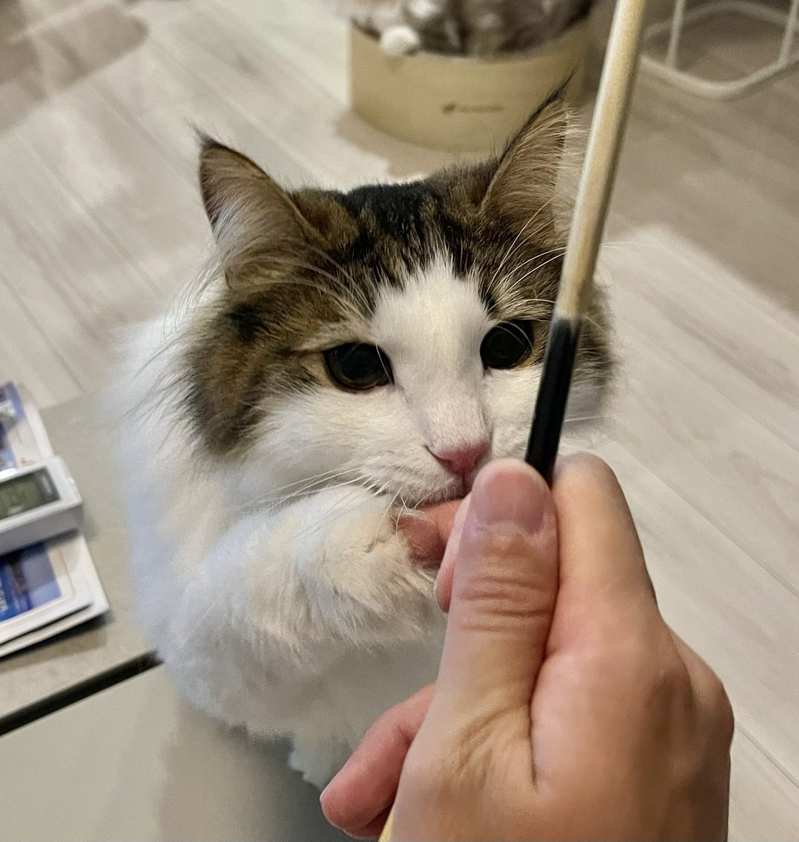 MerRoi06181209's tweet photo. ちょーだい
ちょーーだい
よこせーーーッ！！
#ねこ 
#メル
#ノルウェージャンフォレストキャット https://t.co/odDvdRNg3L
