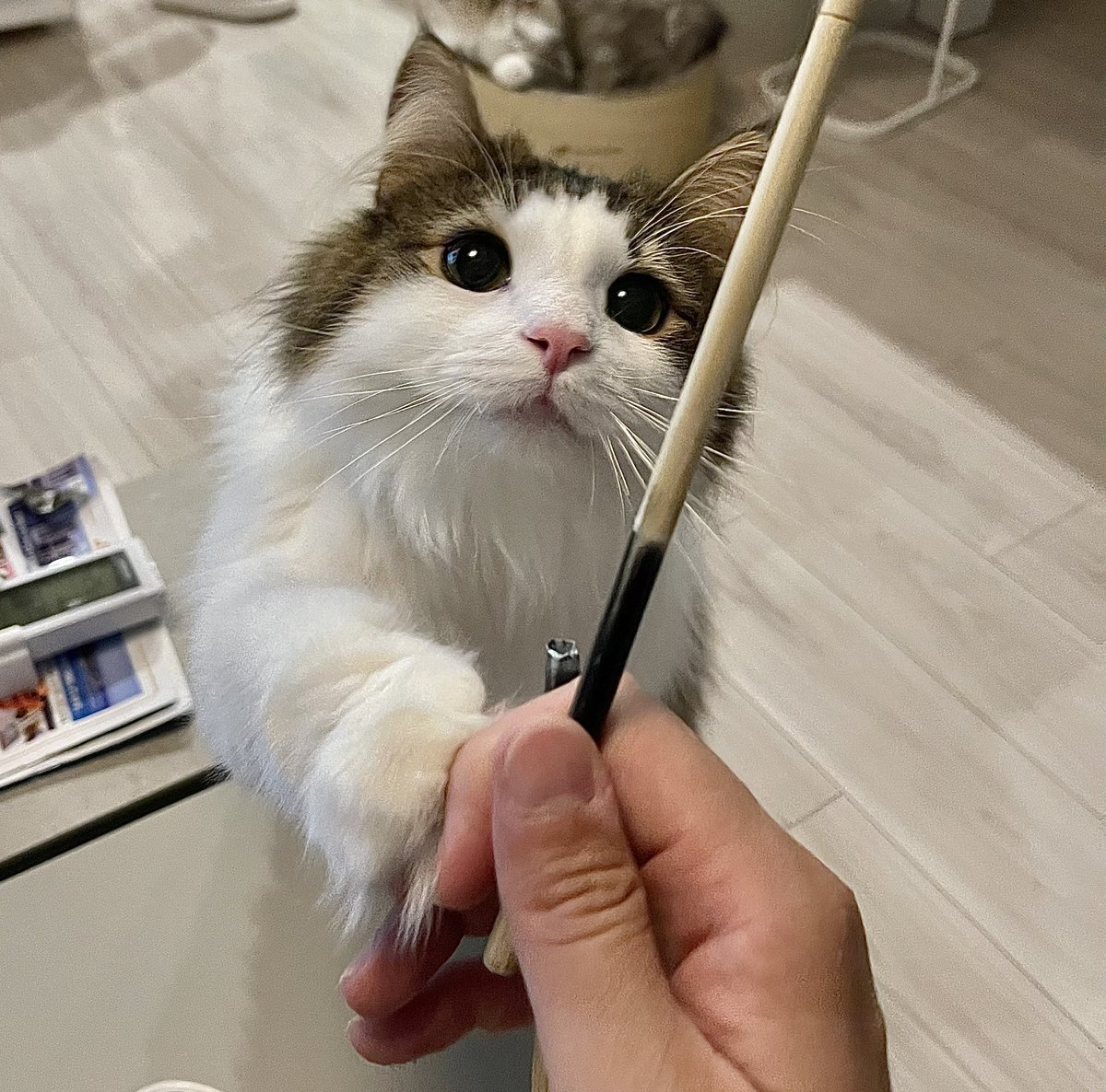 MerRoi06181209's tweet photo. ちょーだい
ちょーーだい
よこせーーーッ！！
#ねこ 
#メル
#ノルウェージャンフォレストキャット https://t.co/odDvdRNg3L