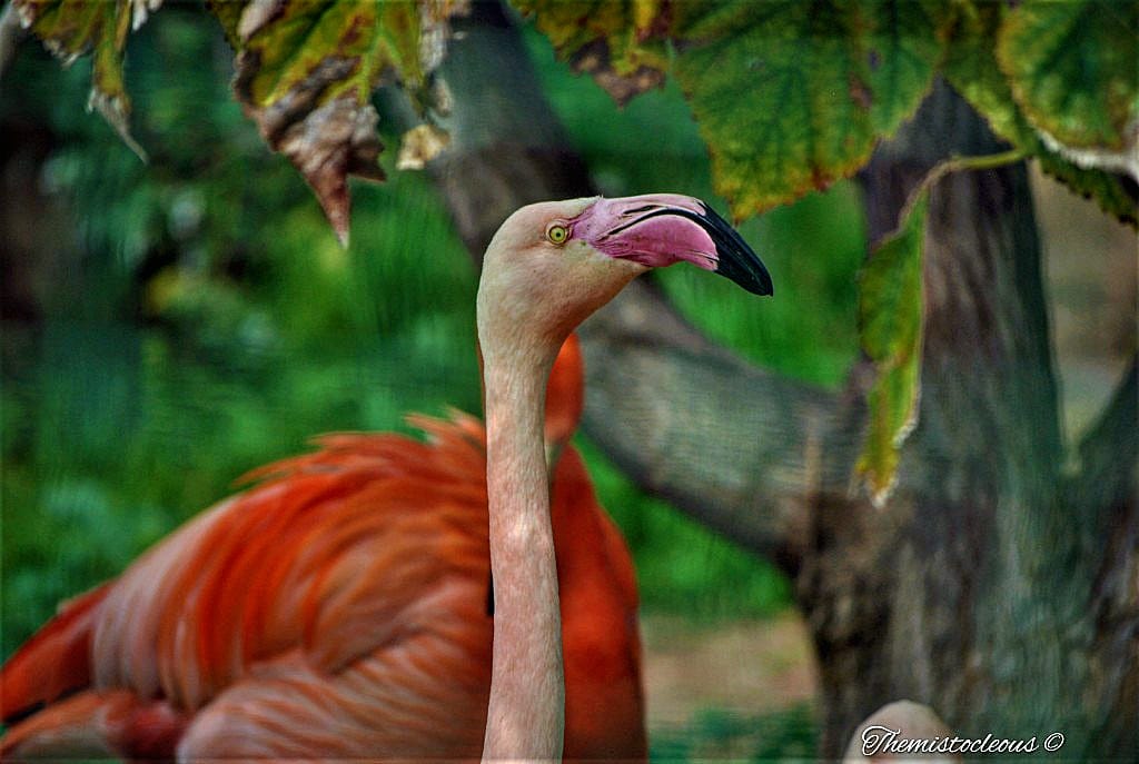 Irene4them's tweet photo. #Cyprus #birds #TwitterNatureCommunity #animals #NaturePhotography #nature #nikonphotography #Nikon  #animalphoto #photo #animallove #naturelovers https://t.co/F0LWCZh1M6