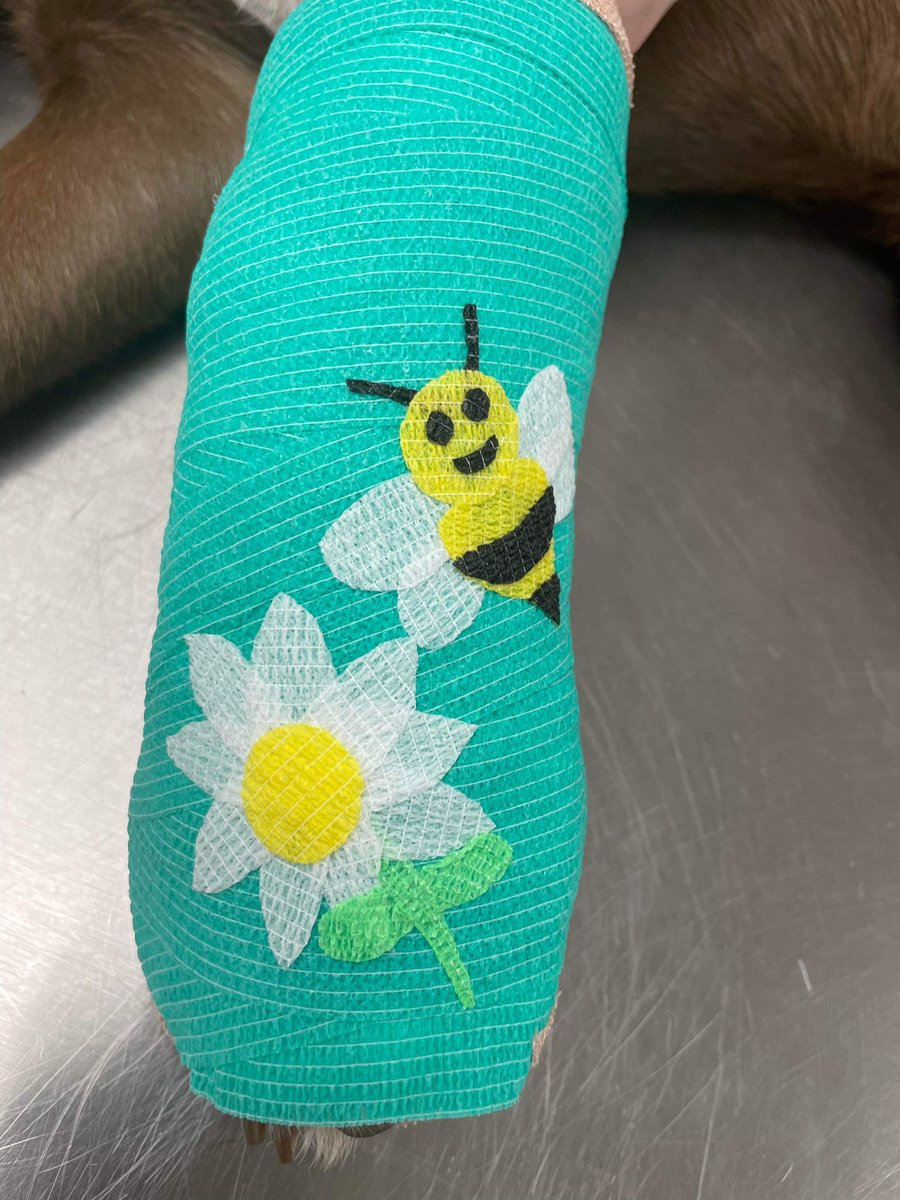 BlaineVetClinic's tweet photo. The cutest bandage art you ever did see ❤️ #bcvc #blaine #blainevet #vet #vettech #dvm #bandageart https://t.co/HnceEZBWWg