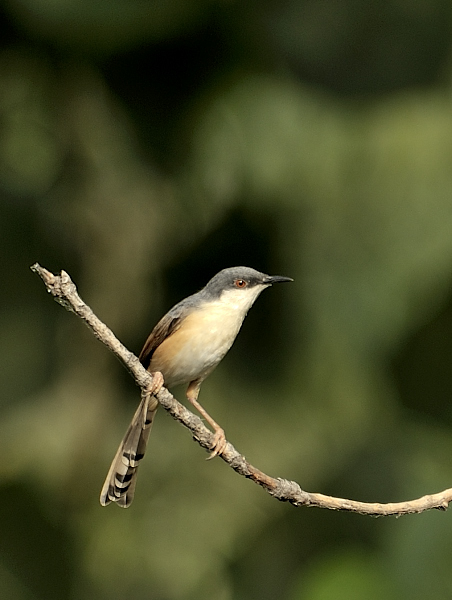 Birds of Delhi #AshyPrinia  #nature #IndiAves #TwitterNatureCommunity #Birds #wildlife