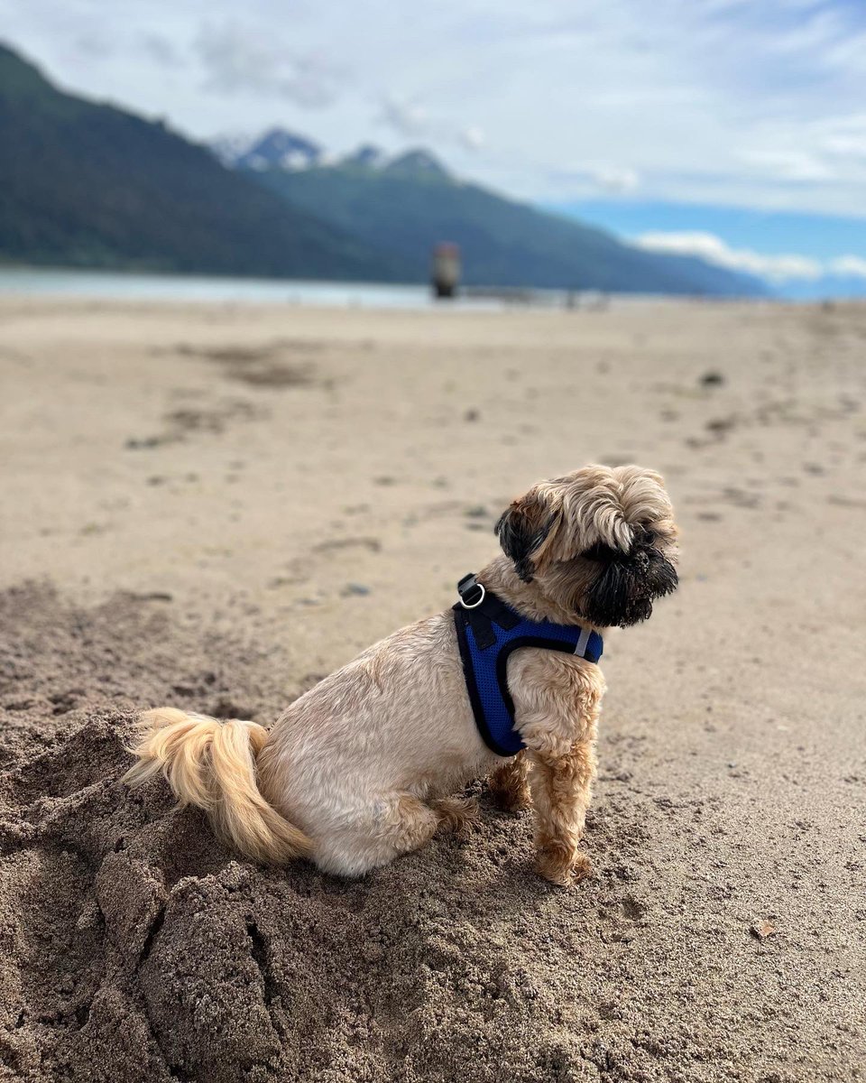 kitchenistakate's tweet photo. Good Dog Days of Summer with Hamish the Wee Beastie. 

#summertime #DogLife #beachdog #DogsofTwittter https://t.co/t2XJJMvQyh
