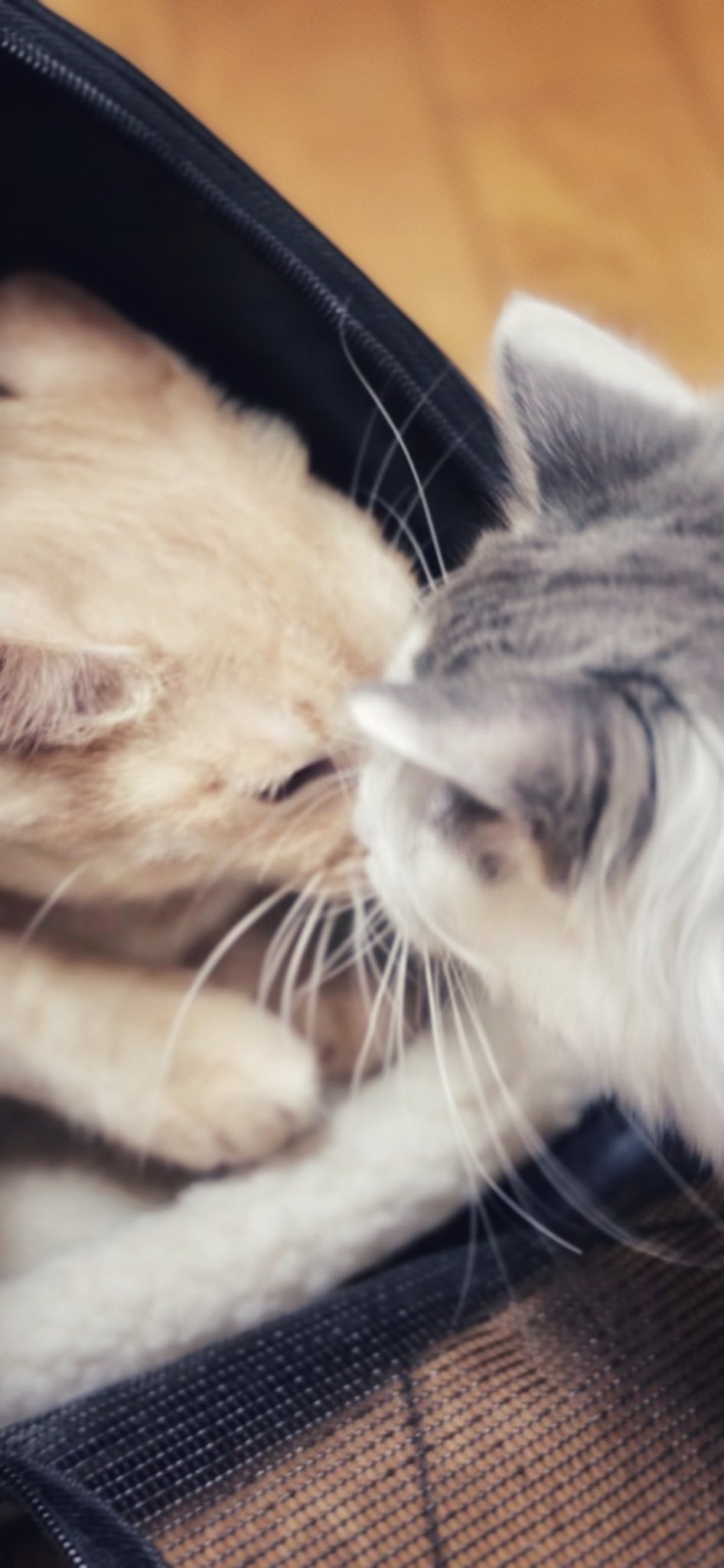 猫癒し Busca De Twitter Twitter