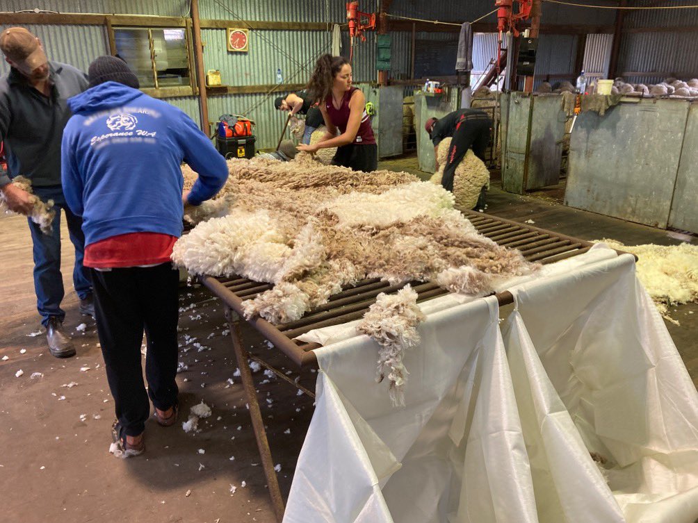 Wool #harvest22 underway.