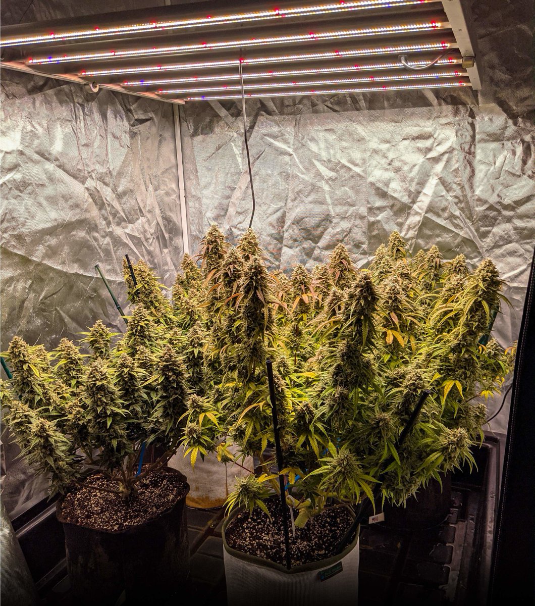 Alanleng93's tweet photo. Mephisto Sour Gummy Bears under FC 4800 week 11
#marshydro  #CannabisCommunity #marshydrofc4800 https://t.co/hX7bhNR6SM