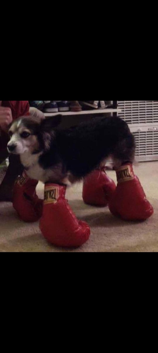 Coppel (@copper_28cr) on Twitter photo 