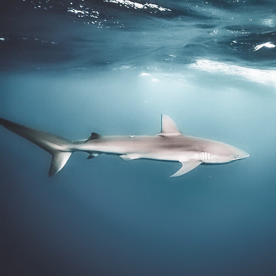 aiamar_'s tweet photo. Ocean Meditation 💙
#UWart #sharkconservation #artivism #elementwater #aiamar #waterelement https://t.co/tKM0hWkDOJ