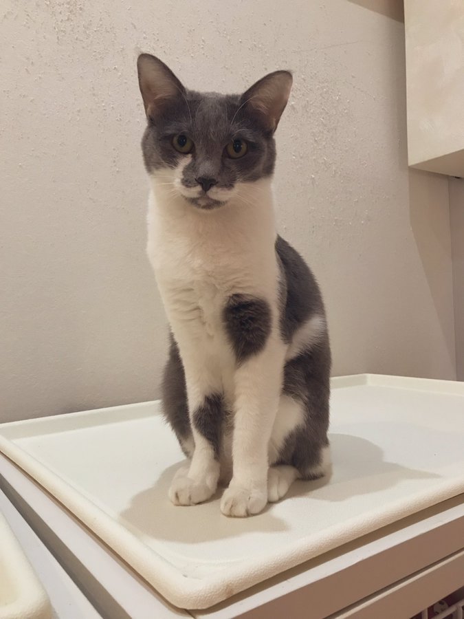 ねこかふぇ ププミニョン ヨコスカイチバン は横須賀のお店ポータル レストラン グルメ ホテル 海軍カレー ネイビーバーガー 地産地消 横須賀 名物などのショップ情報 不動産やリフォーム美容院などの住まいや生活情報が満載