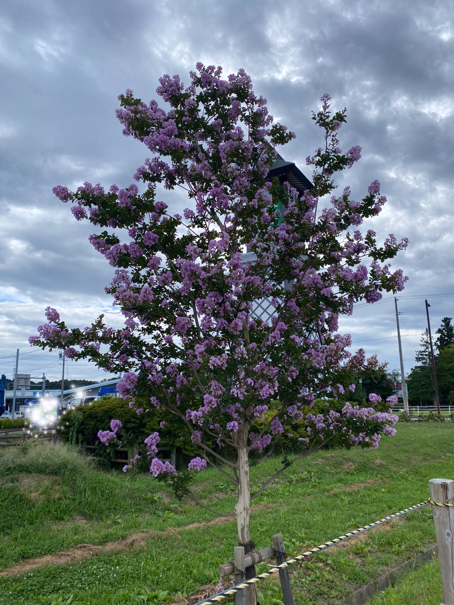 常のモロ（大郷町観光PRキャラクター） on Twitter 