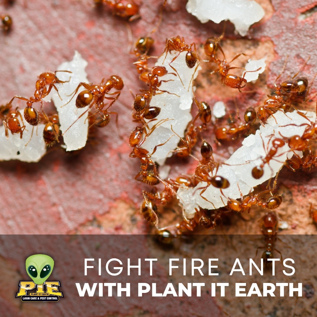 Get rid of these invaders with a call to #PIE! Our application has proven effective in over 1.5 MILLION lawns throughout the Southeast. 
813.777.7938 or 941.363.4650