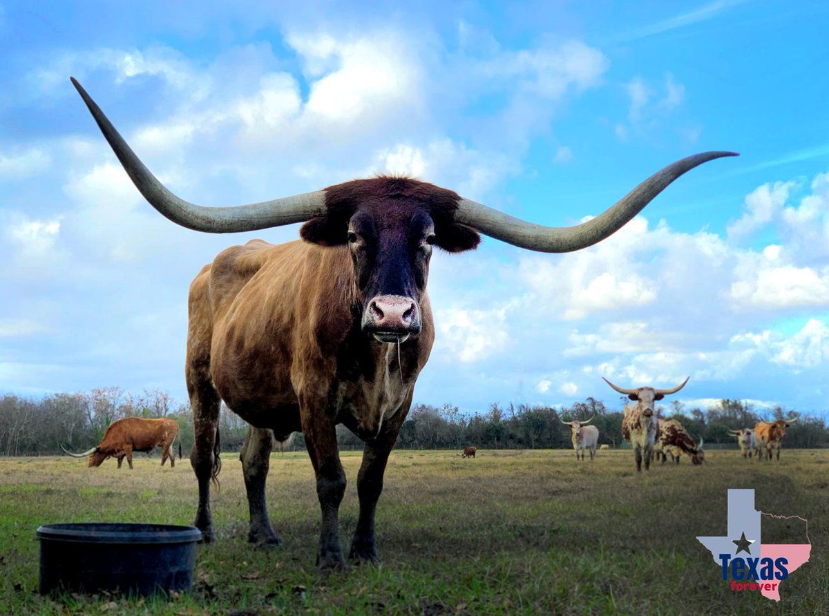 Texasfo64341889's tweet photo. #texas #texasgirl #texasphotographer #TexasStrong #TexasMade #TexasHair #TexasForever #texasholdem #texasbbq #texaswedding #texasblogger #texasmusic #texaschainsawmassacre #texasstylist #texasartist #texasrangers #TexasTech #TexasSpeed #texashillcountry #texasart https://t.co/iPH8gEPauB