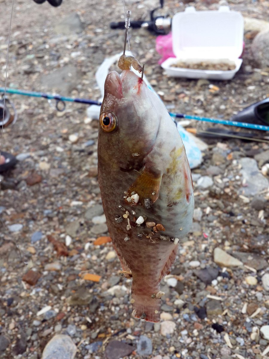 TheMistressFive's tweet photo. これって本当？マジ…？ みんなはどう思う？

釣り

Seriously, what’s going on? What do you think?

Fishing

READ MORE
https://t.co/highjmxcJu

#Sustainable #Sustainability #ClimateCrisis  #ClimateChange #NoMorePlastic #SaveTheEarth #ECO https://t.co/CtNiMTyZSp