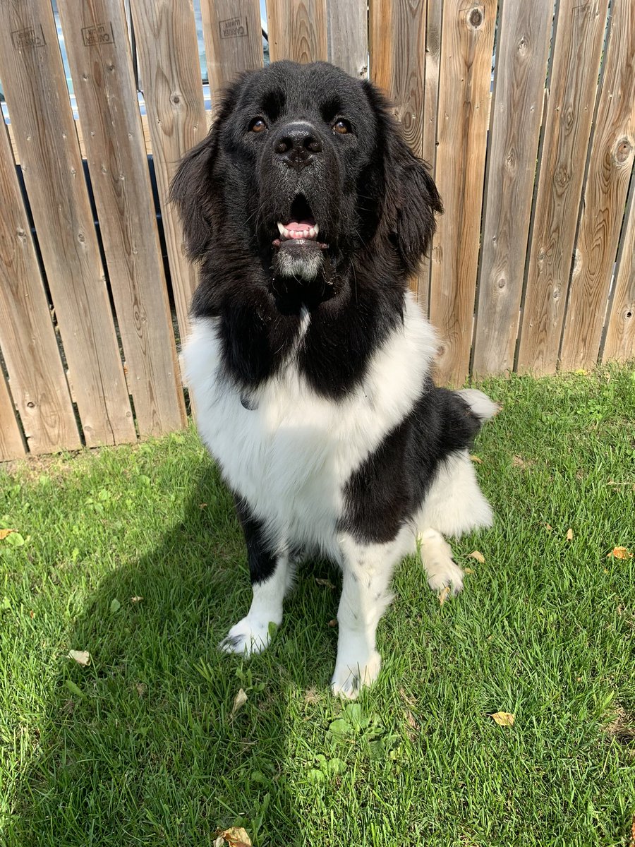 kieferty's tweet photo. @CBC Badger - 1 Year Old Newfie https://t.co/kLmTA7Es1D