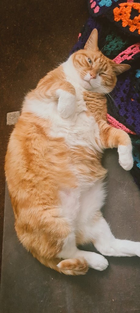 World's cutest research assistant 🧡🐈 He looks on disapprovingly and yells at me while I write. Because when I'm writing, I can't give belly scratches and that is unacceptable! #CatsOfTwitter #AcademicTwitter