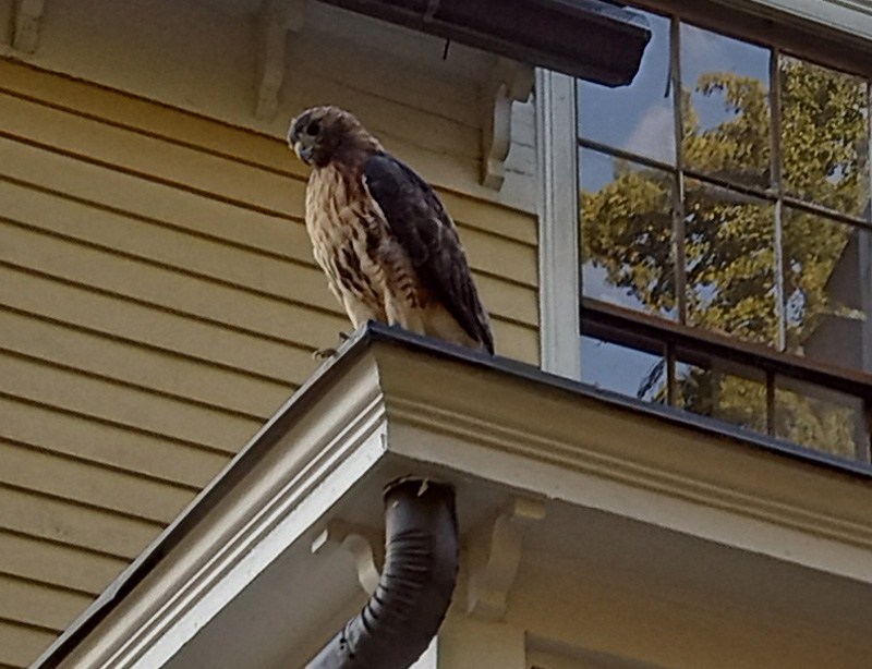 gi_coalition's tweet photo. "... holding down the porch at #18" <3
https://t.co/ZZ0QJMbTpL
#GovernorsIsland #TreesNotTowers #DefendGI https://t.co/61TSDT9B8Q