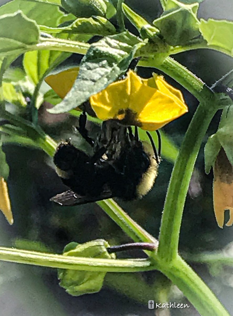 kureus2noyue's tweet photo. Bee Cool.
#photobyme #naturematters #pnw #wednesday #ilovehumans #gardenlife #tomatillos https://t.co/jVLPuxeInw