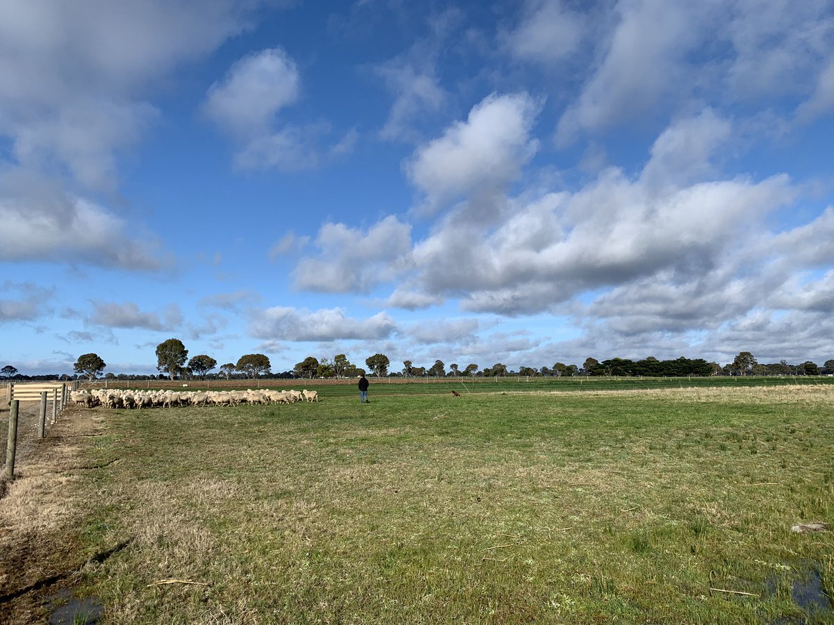 smcmaster45's tweet photo. Great day with Gippsland Ag Group discussing our demo block and planning for the spring field day. ‘Think Tank’ workshop will see some more projects added to the 27 projects currently running at the farm. @Gippsland_Ag #agriculture #pastures #livestock #soils #community https://t.co/Vc4OJ1gskx