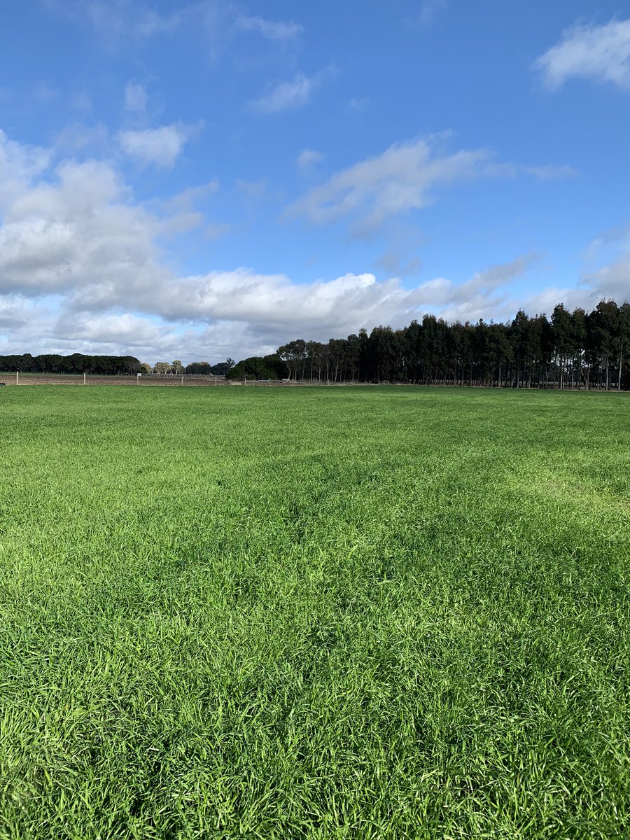 smcmaster45's tweet photo. Great day with Gippsland Ag Group discussing our demo block and planning for the spring field day. ‘Think Tank’ workshop will see some more projects added to the 27 projects currently running at the farm. @Gippsland_Ag #agriculture #pastures #livestock #soils #community https://t.co/Vc4OJ1gskx
