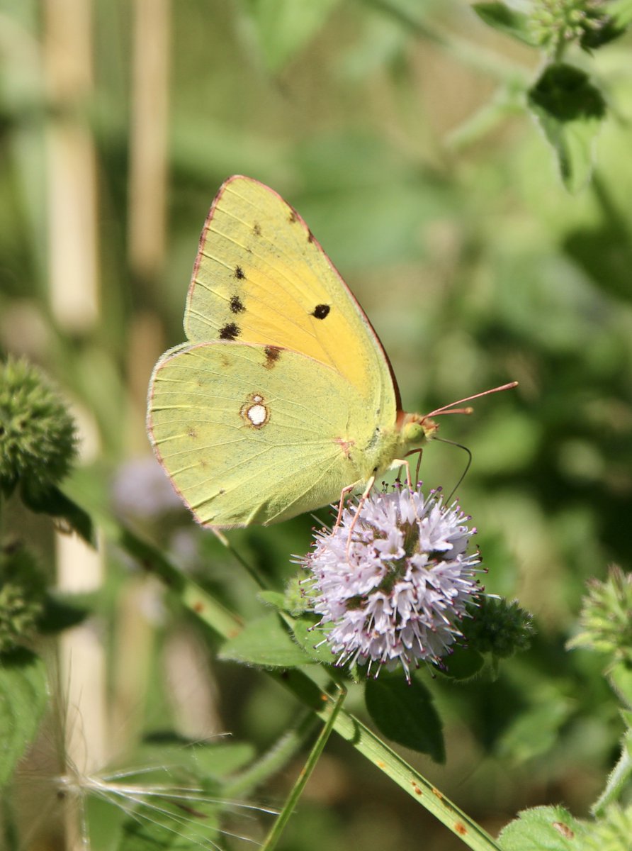 ChroniqueJardin's tweet photo. Rien de tel que la menthe sous la canicule ! Monsieur Souci, jaune orangé et jaune-vert. #Papillon #PrairiesHumides #MaraisPoitevin
À retrouver sur le site du jardin : https://t.co/rlDFwuNnJh https://t.co/uHVcdPgM27