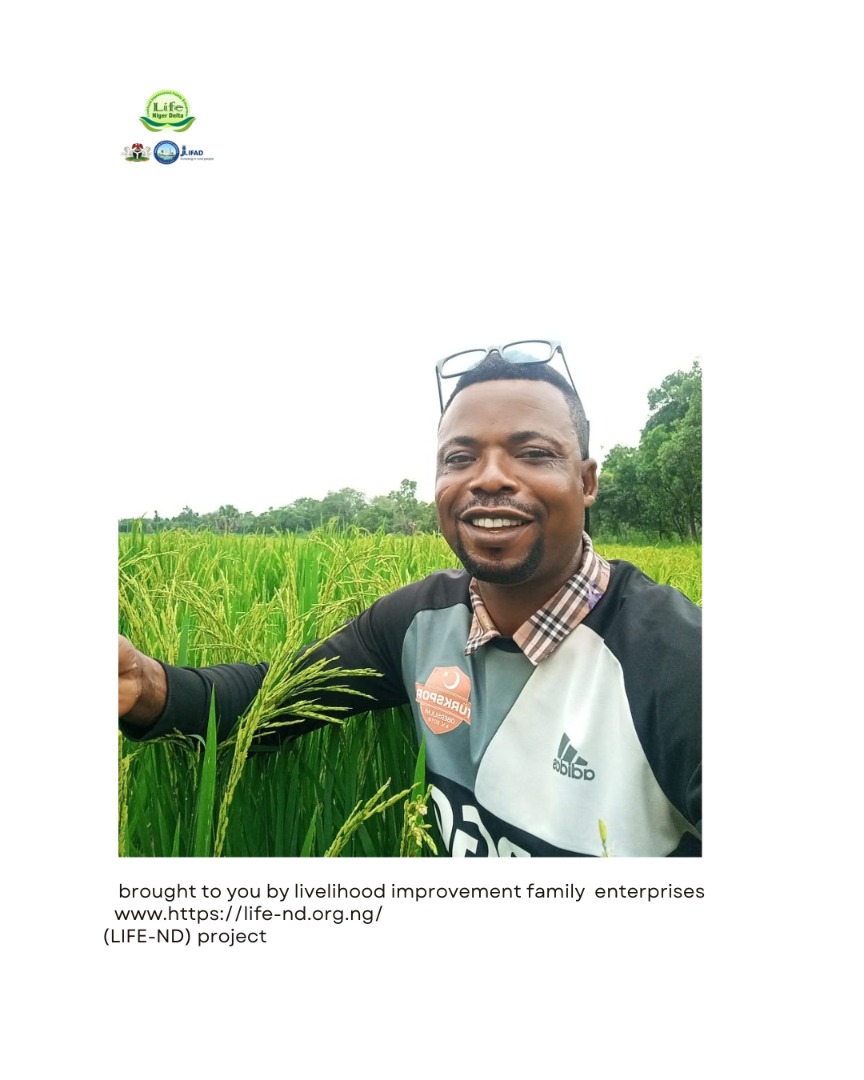 Life_ND_9's tweet photo. Meet  David E. Imaka an Incubatee who was  trained by Project @ Africa rice on rice seed multiplication, in  his  farm at osomhegbe community in etsako central LGA. 
 #community #project #ifad #LIFEND #NIGERDELTA https://t.co/JIB8h4f1aO