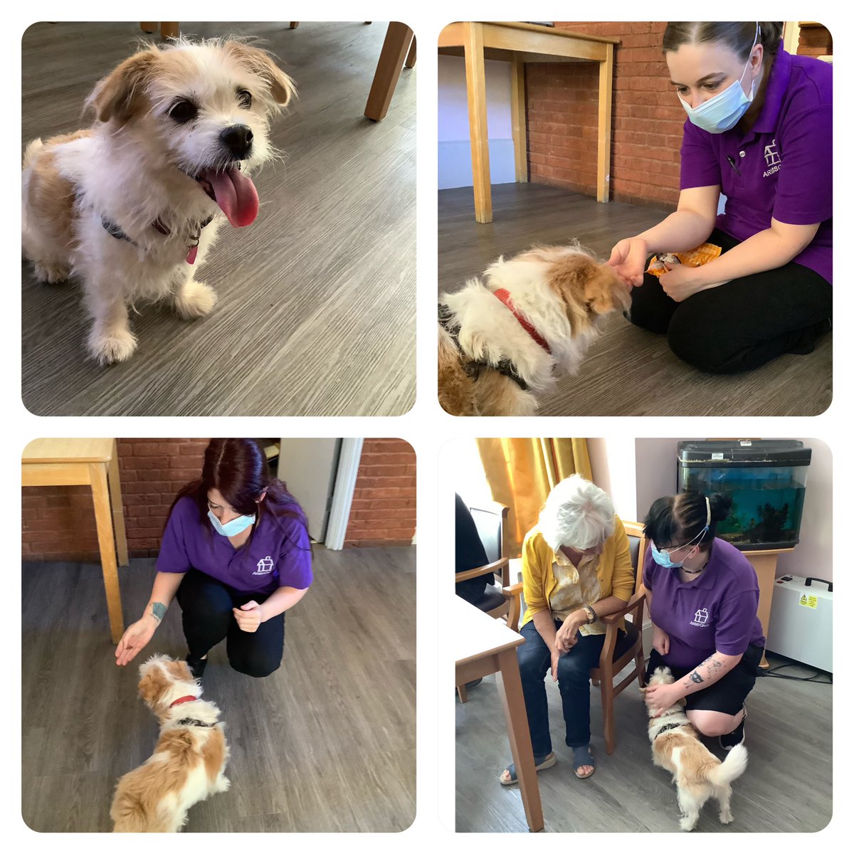ARMSCARE's tweet photo. It’s a week full of cute pets!!🦮😊Titch came to see the resident’s and staff and she really made everyone beam of happiness… they adored her☺️❤️💜#care #cute #pets #happiness #Dementia #dementiaaware #caring #carehomes #supportingall #joy #Titch #sweet #activities #love https://t.co/1dutgBTnw7