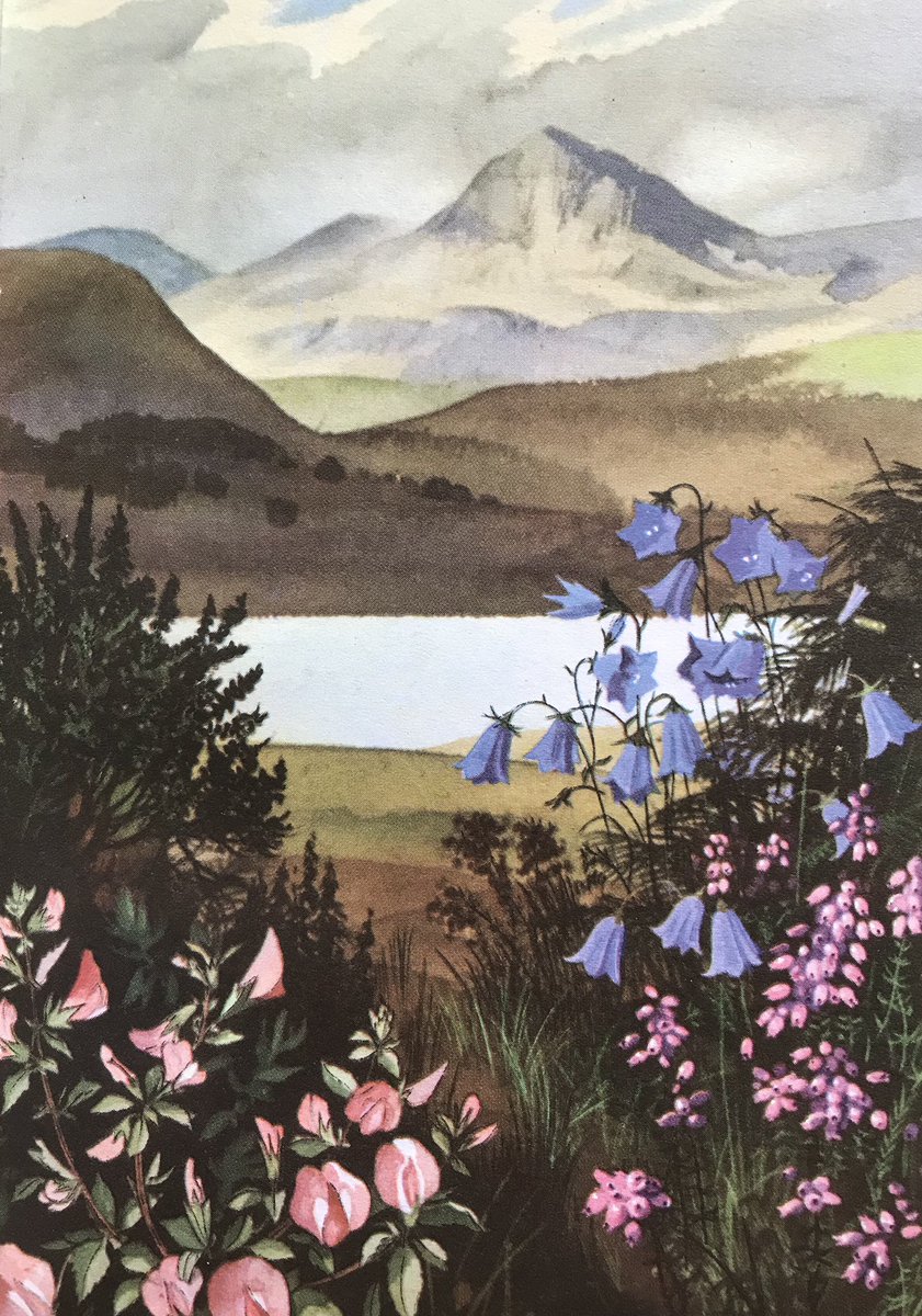 LBFlyawayhome's tweet photo. Rest Harrow, Cross-Leaved Heath, Heather, Harebell
#EdithHilder #RowlandHilder https://t.co/xDDLDYFcA8