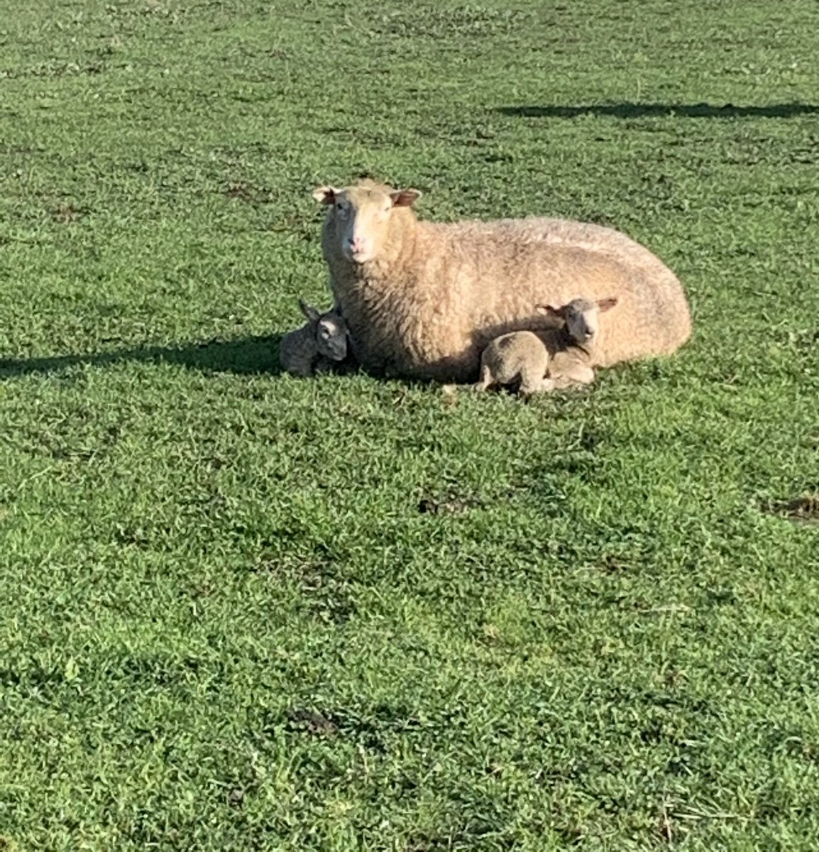 SuzanneLewis68's tweet photo. Just an update on the quintuplets!
All three lambs brought in are thriving, and so is mum and her two others in the paddock. 🐑🐑🐑🐑🐑 ❤️
Happy days. 🙌
#quintupletlambs https://t.co/8OsA2qQOhS