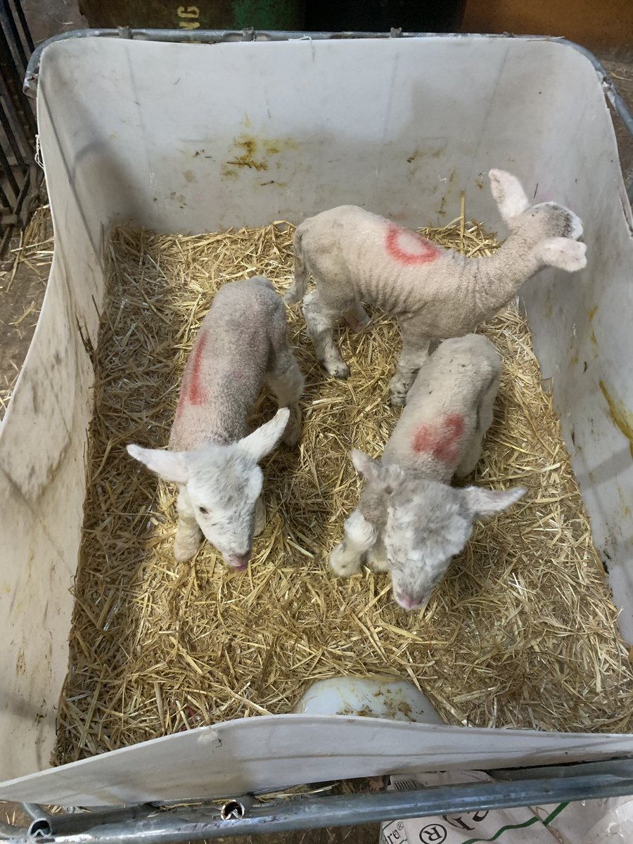 SuzanneLewis68's tweet photo. Just an update on the quintuplets!
All three lambs brought in are thriving, and so is mum and her two others in the paddock. 🐑🐑🐑🐑🐑 ❤️
Happy days. 🙌
#quintupletlambs https://t.co/8OsA2qQOhS