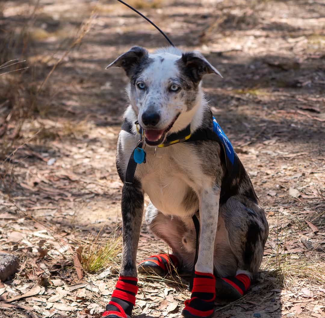 TSCommissioner's tweet photo. Last week I had the pleasure of talking at the inaugural Conservation Dog Conference held in Canberra.

Thanks to all involved in organising and to all the presenters. It was inspiring to be part of a group so passionate and committed to their craft. https://t.co/qH1rqn81Rj