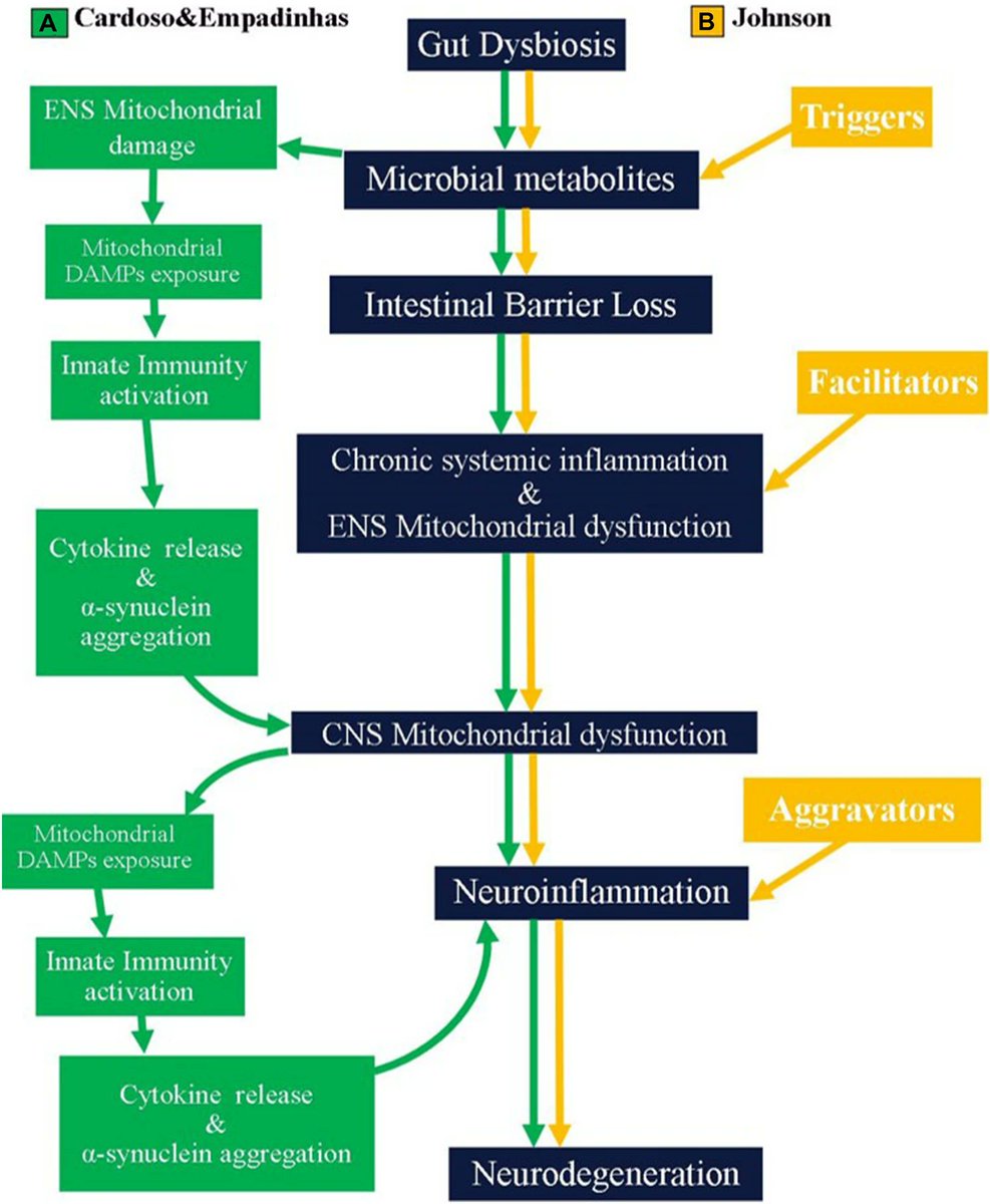 daydreamerscent's tweet photo. Online now! Sandra Morais Cardoso and colleagues review why #Parkinson's disease (#PD) is increasingly seen as a #multiorgan and #multisystemic #pathology. For details, see here: https://t.co/7DDXuP8zgP. https://t.co/FwU0fNVNtV