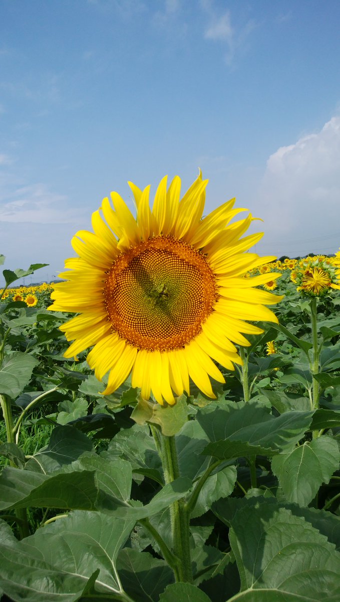 体調不良回復も、後一息。元に戻らないがありがたい。また頑張るべし。