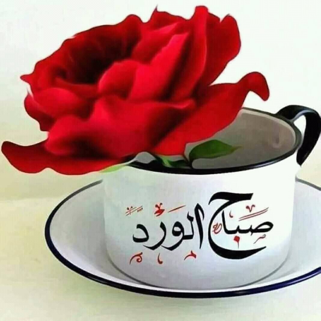 3h18O's tweet photo. @kJ5uLlrrfao37xW صباح الياسمين من قلب يحبك، وعين تحلم برؤياك، وجرح يشفى بلقياك https://t.co/D9EgRyCaez