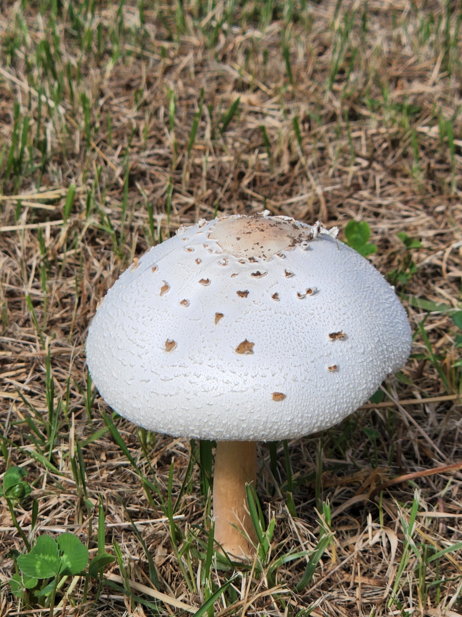 Kokon Kochaba にゃにゃ 神宮外苑いちょう並木の入り口 最近雑草を刈りとった後に にょきにょき白いキノコが出てきているではないか オオシロカラカサタケという毒キノコらしいニャ 空にもにょきにょき台風前の白い雲 オオシロカラカサタケ