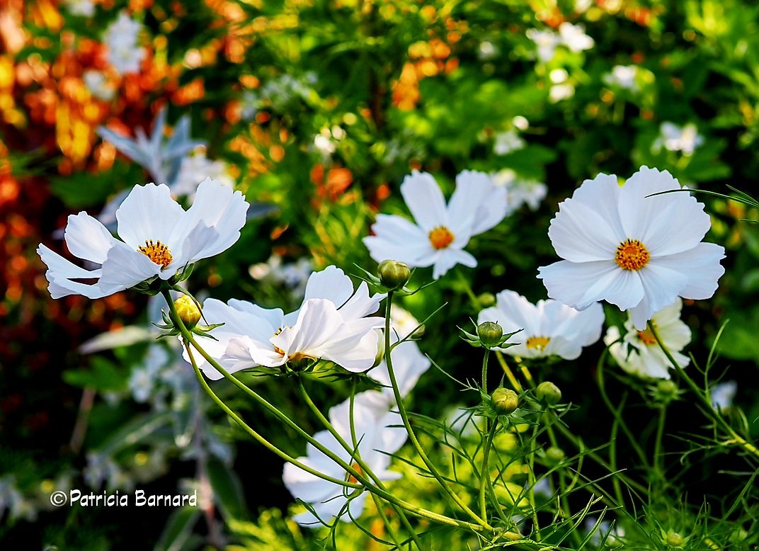 Hi everyone, Cosmos in the sunshine, always a cheery sight. Have a good day... #Flowers #gardening #nature #flowerphotography #GardeningTwitter