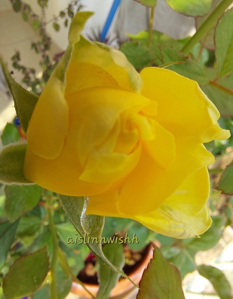 ajnabeeaislinn's tweet photo. #Mygardenclick 💛
#roselife❤️ https://t.co/2iRXGbHg6Q
