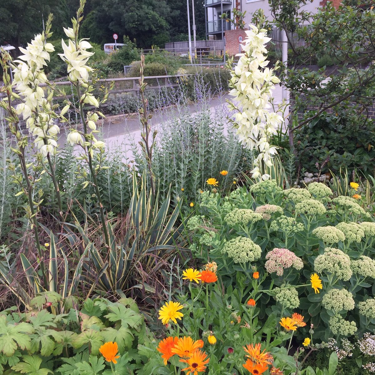 SWGardeners's tweet photo. Our beds are in a sorry state. We've spent the last couple of months trundling about with watering cans - to no avail. But here's a pic to cheer us up. We'll be on the Bridge Beds this morning at 10am. Stop by and say hullo! https://t.co/iaR6j4Dw8C