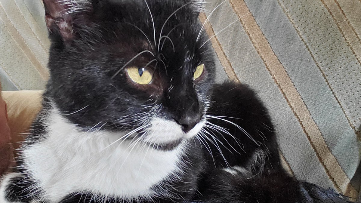 Olly the Cat, Monarch of The Moglets. RIP Maximus. tweet media