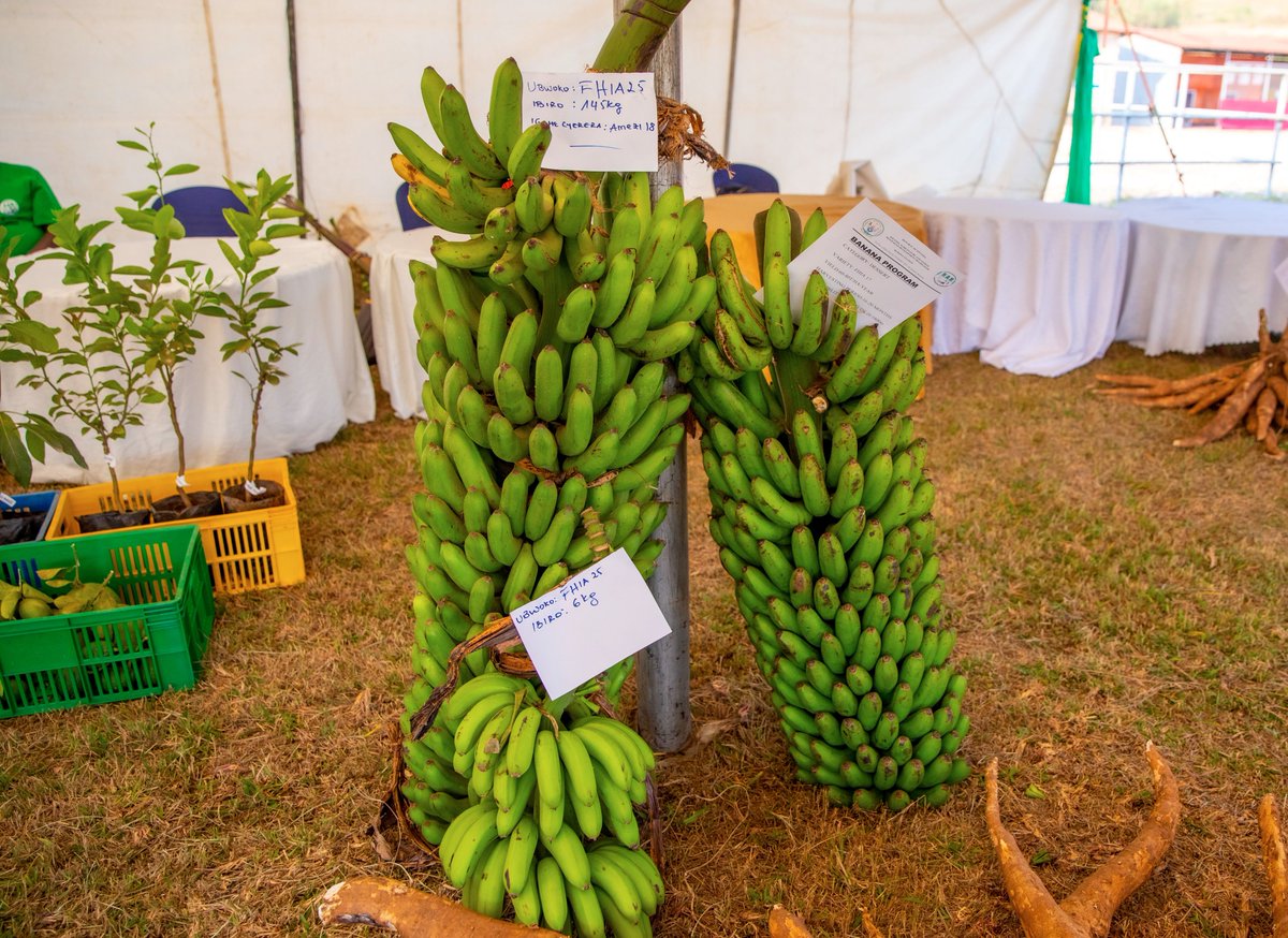 EcoAgriMedia's tweet photo. Do you know that Bananas are one of the most profitable fruit trees to grow. They are easy to manage and can produce high yields all year round. even so, you need a good management practices, apply manure regularly, mulch your plants. 
Photos : @ryaf_agribiz &amp; @RwandaAgri https://t.co/UKlUrtoJnC