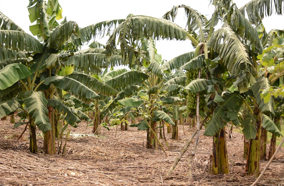 EcoAgriMedia's tweet photo. Do you know that Bananas are one of the most profitable fruit trees to grow. They are easy to manage and can produce high yields all year round. even so, you need a good management practices, apply manure regularly, mulch your plants. 
Photos : @ryaf_agribiz &amp; @RwandaAgri https://t.co/UKlUrtoJnC