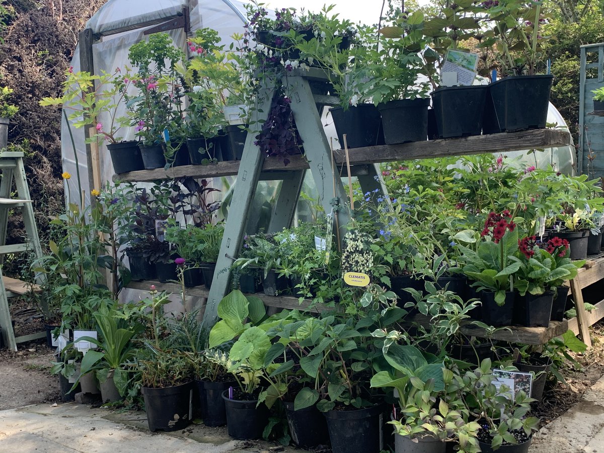 LEWISPLANTS's tweet photo. Aug BH w/end means the annual Lewis Cottage Plant Sale is ON!Plants 20% off listed prices. Garden open for the NGS between 12&amp;5 on Sat27th/Sun28th; come &amp; get your Autumn planting sorted.There will also be an abundant supply of cake &amp; quiche.For details https://t.co/iZB4d3tona https://t.co/urPHIiF6XW