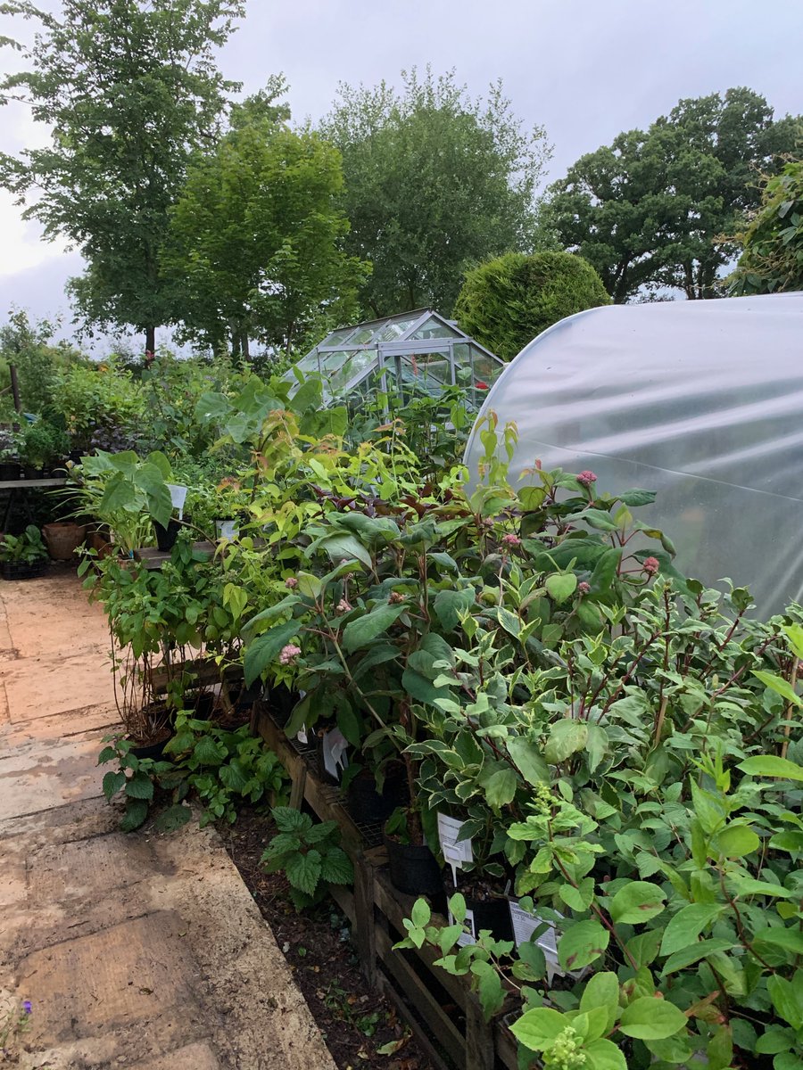 LEWISPLANTS's tweet photo. Aug BH w/end means the annual Lewis Cottage Plant Sale is ON!Plants 20% off listed prices. Garden open for the NGS between 12&amp;5 on Sat27th/Sun28th; come &amp; get your Autumn planting sorted.There will also be an abundant supply of cake &amp; quiche.For details https://t.co/iZB4d3tona https://t.co/urPHIiF6XW