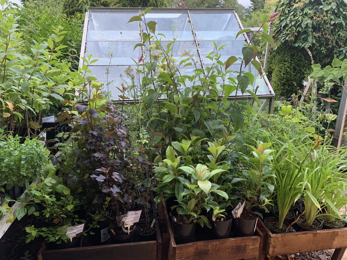 LEWISPLANTS's tweet photo. Aug BH w/end means the annual Lewis Cottage Plant Sale is ON!Plants 20% off listed prices. Garden open for the NGS between 12&amp;5 on Sat27th/Sun28th; come &amp; get your Autumn planting sorted.There will also be an abundant supply of cake &amp; quiche.For details https://t.co/iZB4d3tona https://t.co/urPHIiF6XW