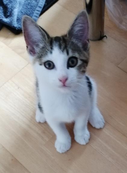 samwalker63's tweet photo. @SusanCalman my 2 kittens came to live with us a month ago, they rule the house now. This is Ville, named after rock star Ville Valo because of his perfect eye liner. https://t.co/AWDYFcpNpf