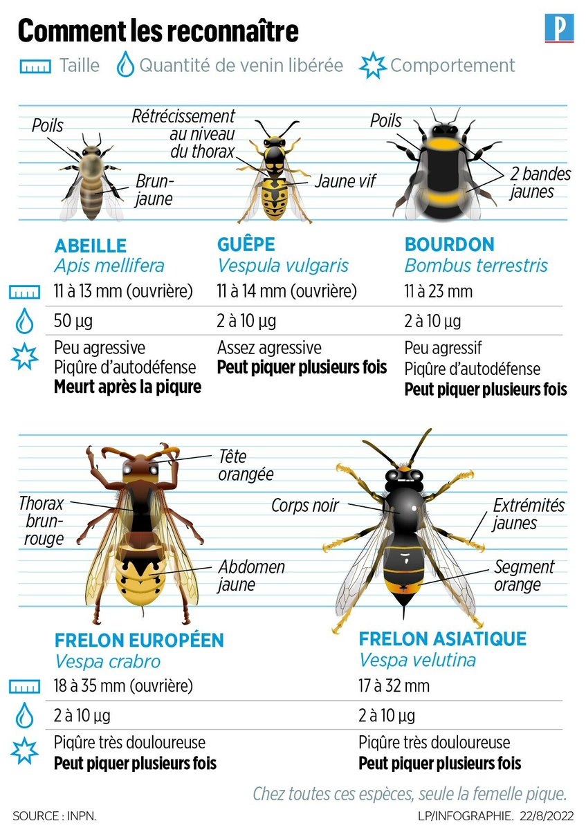 le_Parisien's tweet photo. Frelons, guêpes... Comment les reconnaître ?  ➡️ https://t.co/qatQxaf2tu https://t.co/zIQjWmsmgB