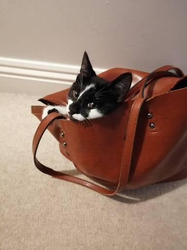 samwalker63's tweet photo. @SusanCalman I call this picture The Importance of Being Luna 🙂 https://t.co/9AIFwujxDe