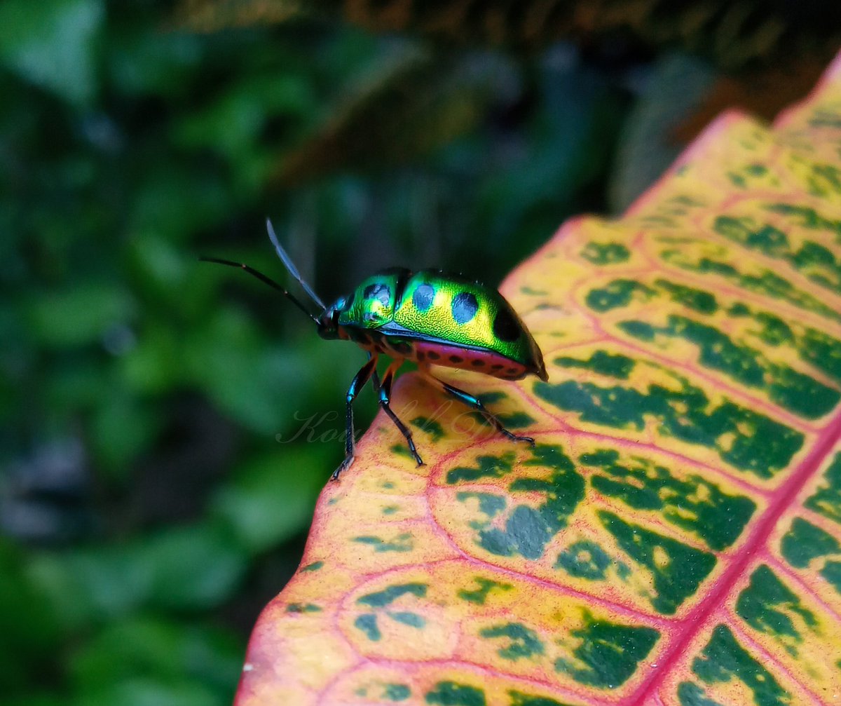 koushikdas47's tweet photo. Not a titli but no less beautiful, a jewel bug. Mobile click 🤳 #IndiAves #birds #birdwatching #TitliTuesday #butterfly #jewelbug #photography #Nature https://t.co/tCQEVEvKyx